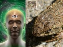 Pineal Gland: Our Ancestors’ Third Eye And Its Link To Mammal Evolution