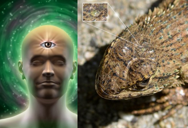 Pineal Gland: Our Ancestors’ Third Eye And Its Link To Mammal Evolution