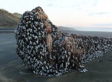 Muriwai monster