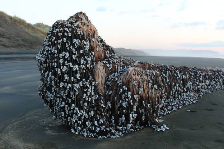 Muriwai monster