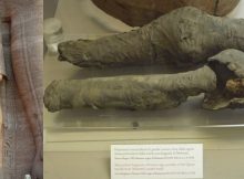 Queen Nefertari mummified legs