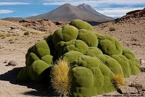 Llareta: Hard As Rock, Old And Evergreen Desert Plant Of The Andes ...