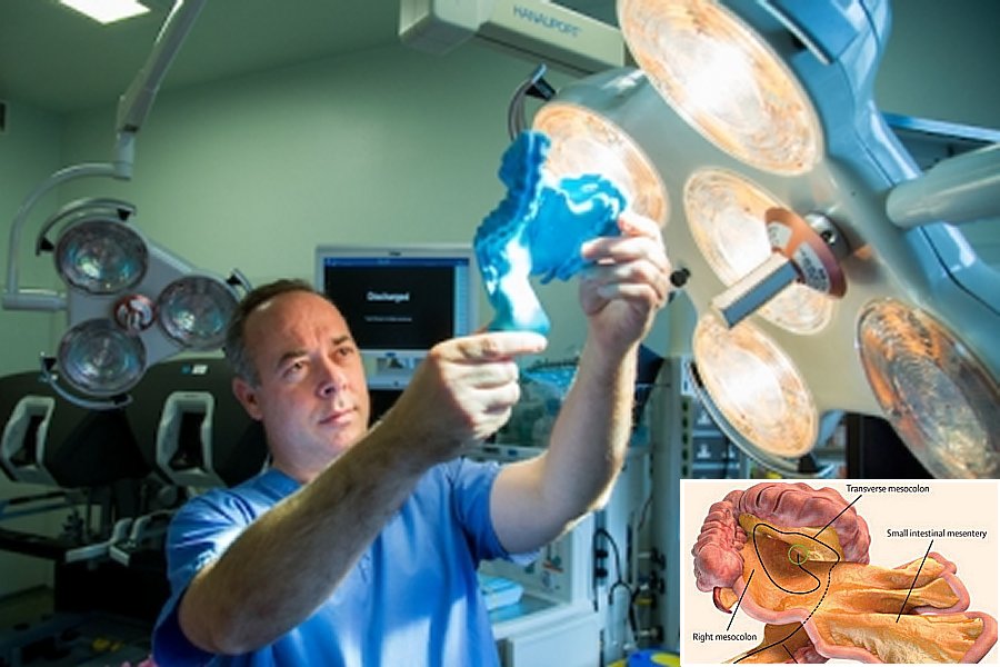 New organ - the mesentery - discovered in human body