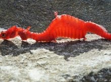 Beautiful Rare Ruby Seadragon Caught On Film For The First Time