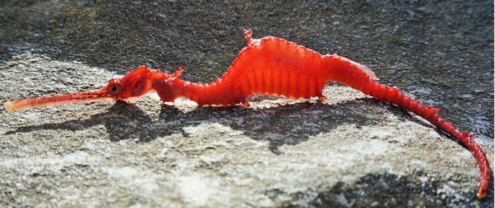 Beautiful Rare Ruby Seadragon Caught On Film For The First Time