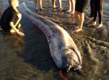 Large Earthquake Strikes Japan - Is The Oarfish Legend True After All?