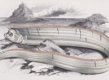 Ancient Japanese Legend Warns That Oarfish Are Omens Of Coming Earthquakes