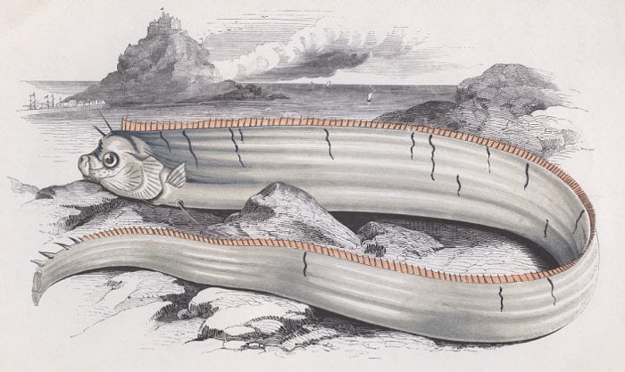 Is The Ancient Oarfish Legend Warning Of Coming Earthquakes True ...