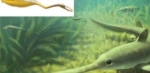 Mysterious Ancient Tully Monster Is So Weird It Cannot Be Classified