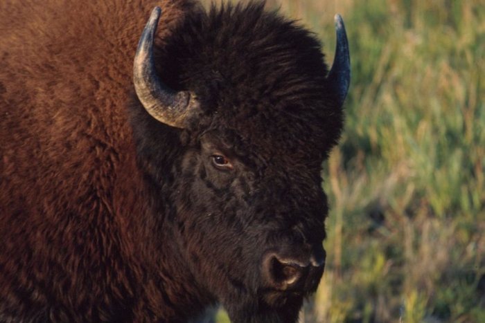 Discovery Of Oldest Fossils Re-Writes History Of Bisons In North America