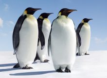 penguin