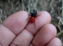 Beautiful Ladybird Spider Is One Of Britain's Rarest Spiders