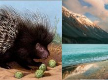 Altai Mountains Were Home To Porcupines 30,000 Years Ago