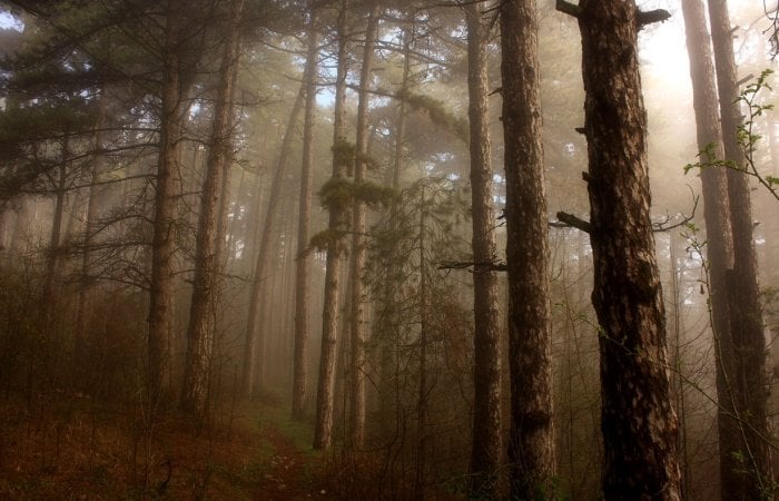 American Trees Are Moving In Response To Climate Change – Surprising Westward Shift Remains Unexplained