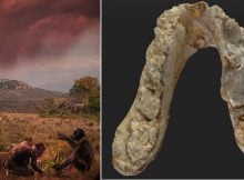 7.2-Million-Year-Old Pre-Human Remains Suggest First Human Ancestor Came From Europe Not Africa