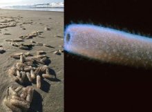 Millions Of Bizarre Luminous Creatures Invade The West Coast In U.S And No-One Knows Why