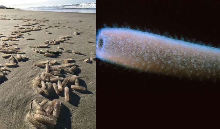 Millions Of Bizarre Luminous Creatures Invade The West Coast In U.S And No-One Knows Why