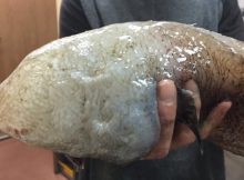 Very Unusual Faceless Fish Re-Discovered After Being Missing Since 1873