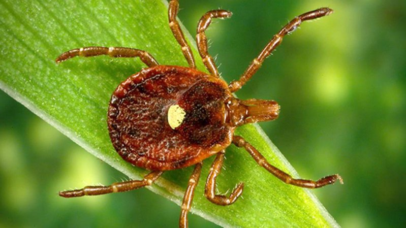 Dangerous “Reverse Zombie" Tick Is Spreading Across USA