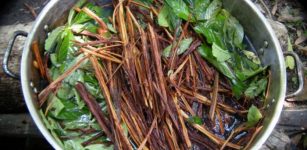 Ayahuasca: Hallucinogenic Brew Could Soon Be Legal And Used As Medicine