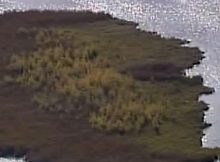 Giant Black Wandering Bog Suddenly Appears In North Long Lake, Minnesota