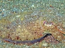 Cuttlefish and octopuses are remarkable creatures. They have the ability to change their appearance in a matter of seconds, camouflaging themselves from predators and enabling them to surprise their prey.