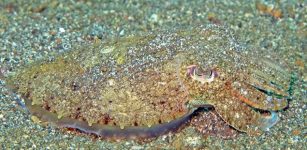 Cuttlefish and octopuses are remarkable creatures. They have the ability to change their appearance in a matter of seconds, camouflaging themselves from predators and enabling them to surprise their prey.