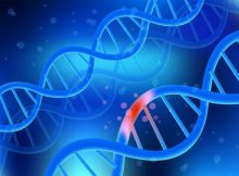 Human genome may have fewer genes