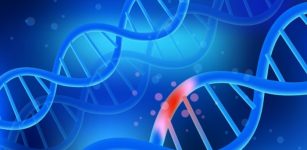 Human genome may have fewer genes