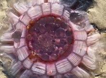 Stunning Giant Alien-Looking Jellyfish Discovered On Beach In New Zealand