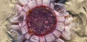 Stunning Giant Alien-Looking Jellyfish Discovered On Beach In New Zealand