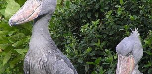 Incredible Giant Shoebill Stork Looks Like A Real Dinosaur