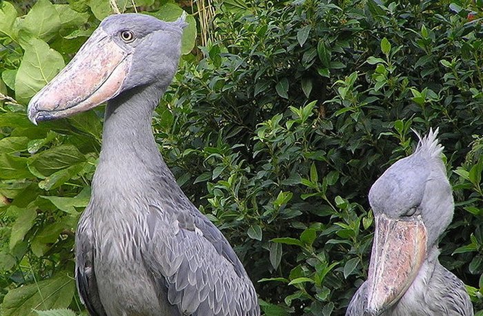 shoebill stork related to dinosaurs