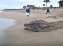 Giant Leatherback Sea Turtle – World’s Largest Sea Turtle Survived The Extinction Of The Dinosaurs