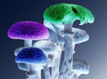 Can Magic Mushrooms Make Us More Creative And Better Problem Solvers?