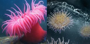 Sea Creature Actinia Inspires Scientists How To Rid Water Of Contaminants