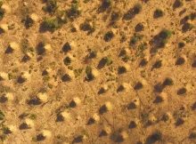 A vast array of soil mounds constructed by termites (Syntermes dirus) that has persisted for up to 4000 years and covers an estimated 230,000 km2 of seasonally dry tropical forest in a relatively undisturbed and climatically stable region of Northeast Brazil.