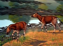 Epihippus gracilis, one of the many early horses found in the Hancock Mammal Quarry in Oregon, depicted around 30 million years ago. Their ancestors would have gotten their start in the Eocene. ILLUSTRATION: NATIONAL PARK SERVICE