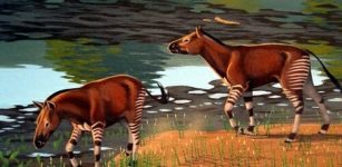 Epihippus gracilis, one of the many early horses found in the Hancock Mammal Quarry in Oregon, depicted around 30 million years ago. Their ancestors would have gotten their start in the Eocene. ILLUSTRATION: NATIONAL PARK SERVICE