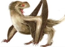 Reconstruction of the studied Daohugou pterosaur, with four different feather types over its head, neck, body, and wings, and a generally ginger-brown colour. Reconstruction by Yuan Zhang