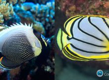 Two closely related species living together need different colors to stand out. The Reticulated Butterflyfish (Chaetodon reticulatus; left) and Meyer's Butterflyfish (Chaetodon meyeri; right) are close relatives that have overlapping ranges in the Indo-Pacific and are both found on the Great Barrier Reef. Despite only being separate species for less than a million years (a blink of an eye in evolutionary time), they have evolved very different color patterns making them stand apart from each other on reefs where they are both found. Credit: Tane Sinclair-Taylor