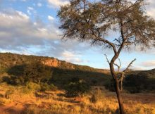 Limpopo province in South Africa-- a semi-arid region shown to have reduced carbon uptake due to soil moisture anomalies. This negative trend is expected to continue through the 21st century. Credit: Julia K Green/Columbia Engineering