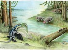 "The midnight sun over Early Triassic Antarctica." Along the banks of a river, three archosaur inhabitants of the dense Voltzia conifer forest cross paths: Antarctanax shackletoni sneaks up on an early titanopetran insect, Prolacerta lazes on a log, and an enigmatic large archosaur pursues two unsuspecting dicynodonts, Lystrosaurus maccaigi. Credit: (c) Adrienne Stroup, Field Museum