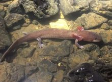 The largest specimen of Berry Cave Salamander measures 9.3 inches. Photo by Nicholas Gladstone.