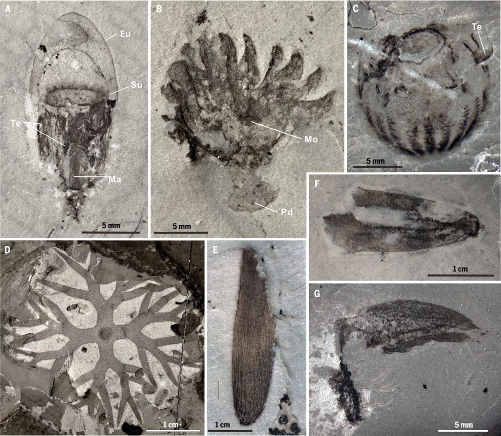30000 Soft Bodied Fossils Found In China Shed Light On Life Evolution 500 Million Years Ago 