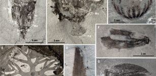 New soft-bodied taxa from the Qingjiang biota