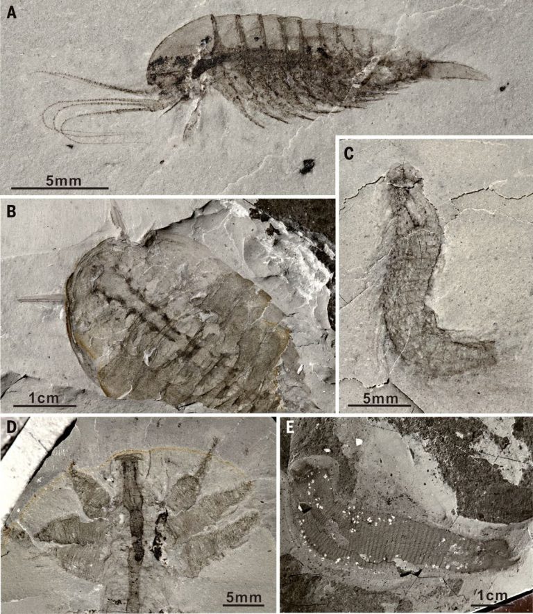 30000 Soft Bodied Fossils Found In China Shed Light On Life Evolution 500 Million Years Ago 