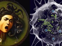 Dangerous Medusa Virus Turns Victims Into Stone But It Can Also Explain Why Life Exists