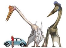 Quetzalcoatlus Was The World’s Largest Flying Animal