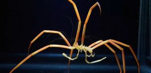 Giant sea spider, Colossendeis robusta, used in the thermal tolerance righting assays in experiments done by Shishido and colleagues at McMurdo Station, Antarctica. Photo by Tim Dwyer, courtesy of ARCUS.